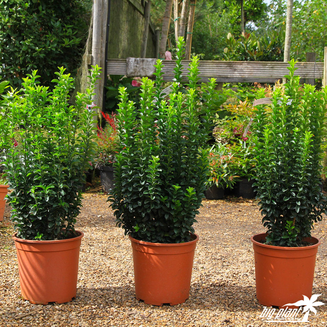 Euonymus Green Rocket